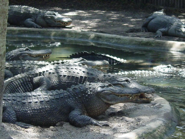Alligator Farm Florida